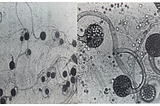 Insight into Secondary Metabolites of Circinella, Mucor and Rhizopus the Three Musketeers of Order…