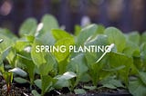 It’s Spring! Planting and Sowing Planning and Growing