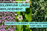 Solarpunk Lawn Replacement: Drought-Tolerant Ground Covers That Heal Soil