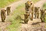 “ Roaring heritage: Exploring the land of lions”