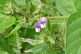 The Sovereign Bean: A Journey Through Soy’s Empire of Taste, Time, and Transformation