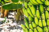 Philippines Loses Second Place in Global Banana Exports