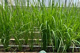 Tips Kalkulasi Perhitungan Kebutuhan Padi (Beras) untuk Kemandirian Pangan