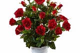 Silk Rose Bush Floral Arrangement In Planter By Red Barrel Studio Onsales Discount Prices.