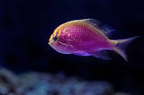 Popular and Exotic Fish to Include in Modern Fish Tanks According to William S. White Winnetka