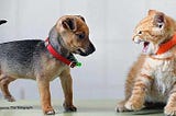 Dogs vs Cats Which Is Best For You