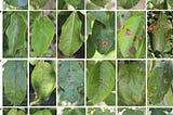Apple Leaf Disease Detection