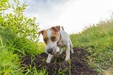 The green, green grass of back yards and doggy daycares