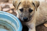 The Right Ways To Feed Our Stray Furry Friends