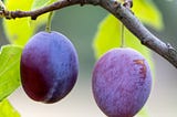 5 proven Health Benefits of Plums