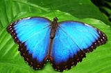 Creating a Butterfly Garden: Essential Plants to Attract Butterflies — Herbal Musings