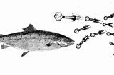 Phages to the rescue for the Norwegian farmed salmon