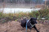 For The Love Of Florence: How I Won The Trust Of The Most Shutdown Dog I’ve Ever Met