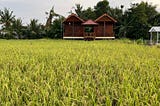 Pengalaman Menerapkan Treatment Alami (Organik) ala BSM pada Padi di Sawah Pekarangan