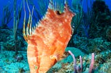 A picture of an orange hogfish on a reef