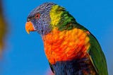 The Eye of the Beholder: What Lorikeets Teach Us About Inherent Value