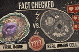 This Cell Won’t Die — How to spot misinformation in the age of AI