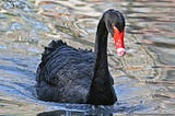 Data Science in Black Swan Times, Part 1: Understand your Causal Chain