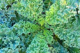 Kale Companion Plants | All important information — Gardener Dude