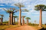 Madagascar: A Mosaic of Biodiversity and Resilience