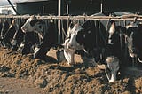 Cows