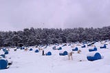 Doggone it! Dogsledding adventure in Canada