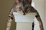 Are Bengal Cats Hypoallergenic? — What Experts Say! 🐱