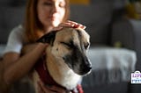 How You Can Improve Your Pet’s Quality Of Life With Tellington TTouch
