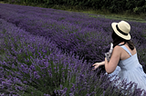 Lavender field Hop Shop kent