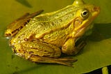 Pool frogs
