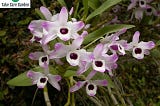 Olho-de-Boneca Dendrobium Nobile: Dicas de cuidados para cultivar esta linda orquídea