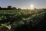The Sunshine Time Implication on Vegetable Growth