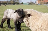 Who Cares About Animals?