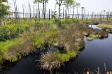 Bon Secour National Wildlife Refuge