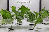 replantable-inline