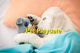 The Benefits of Pet Playdates for Your Animal's Socialization