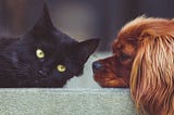 4 Steps To Train An Obedient Adopted Animal