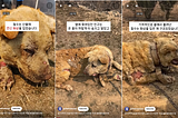 A Plea for Compassion: Protect Chained Dogs from Burning Alive in South Korean Wildfires…