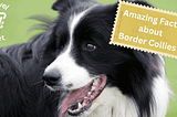 Unveiling the Secrets of Border Collies: What Vets Want You to Know