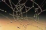 Spider’s web with raindrops