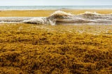 There’s an 8,000 Kilometer-Long Patch of Stinky Seaweed Floating in the Atlantic.