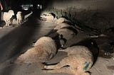 Pesticide contamination suspected as 20 sheep die in Pulwama