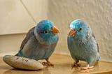 Starting a Successful Parrotlets Business