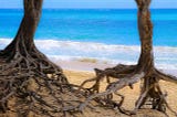 Trees near the beach seemingly walking on their roots