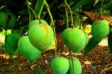 End of summer #Summer #Nature #Fruits #Green #Summerdays