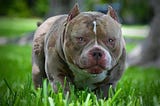 Unveiling the Reign of Venomline: The #1 American Bully Bloodline