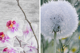 An image of a Dandelion and an Orchid side by side.