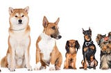 Dog Breed Classification with CNN