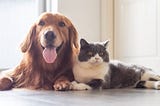 Things we can learn from our pets