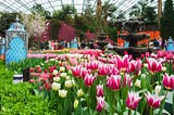 Tulip Mania The History and Symbolism Behind the Beloved Spring Flower